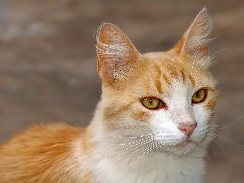 Foto original de un gato naranja y blanco, en la página izquierda