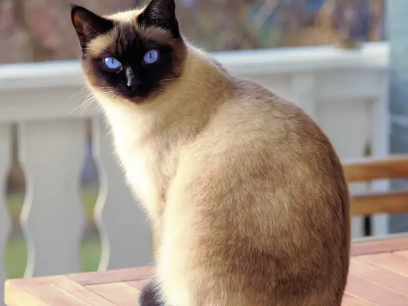 Foto de un gato siamés sobre una mesa de terraza